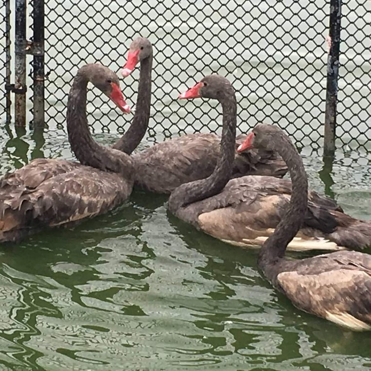 A gaggle of gray swans